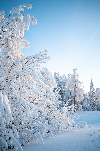 Winterlandschap met besneeuwde bomen