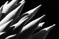 Bloem in Zuid Afrika