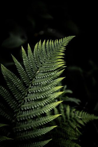 Bootfahren in Norwegens Wäldern