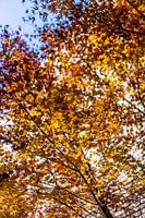 Herbstliche Farben im Park.