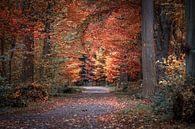Herfst II van Marco van de Pol thumbnail