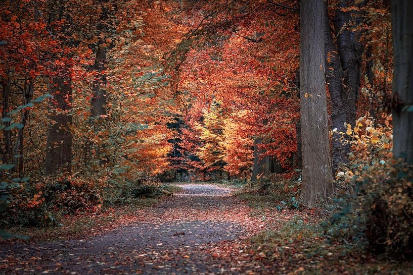 Herfst II van Marco van de Pol
