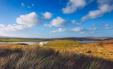 De schapen van de Schotse Hooglanden. Panorama van Jakob Baranowski - Photography - Video - Photoshop