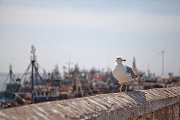 Zeemeeuw in de haven van Essaouira (Marokko) van t.ART