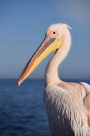 De grote witte pelikaan - portret