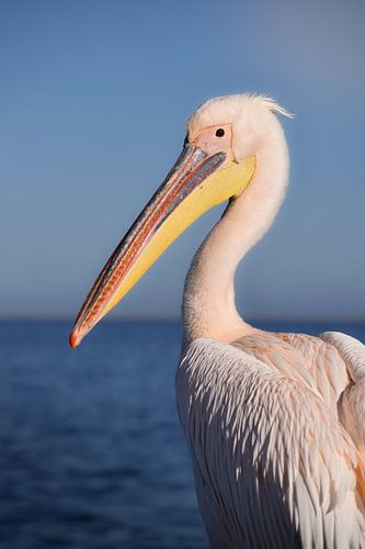 De grote witte pelikaan - portret