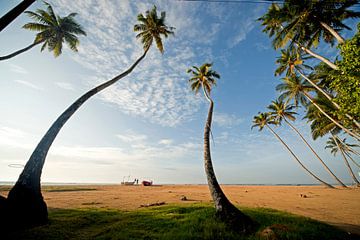 Palmiers à noix de coco sur la plage au Sri Lanka sur Peter Schickert
