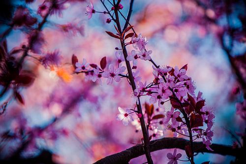 roze bloesem tegen blauwe lucht achtergrond