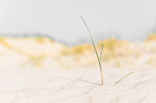 Stlleven der einsamen Graspalme