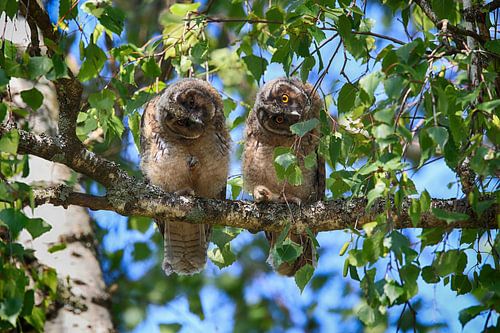 Jonge ransuil (Asio otus) zittend in boom, Duitsland
