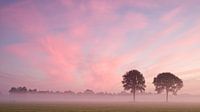 Roze ochtend sfeer