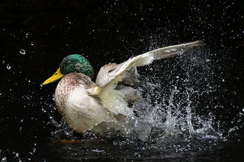 A Wild Duck by Elsa Star