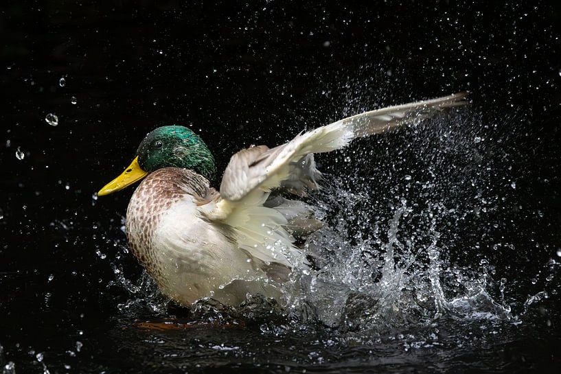 Un canard sauvage par Elsa Star