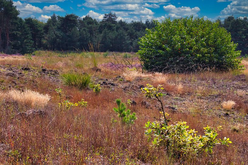 De Weerterheide ein wunderschönes Naturschutzgebiet in Limburg Niederlande von Jolanda de Jong-Jansen