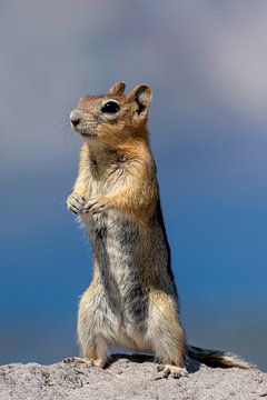 Chipmunk van Corinne Cornelissen-Megens