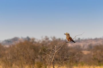 Vogel in de natuur van Photo By Nelis