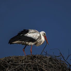 Storch auf dem Nest von Marijke Groos