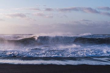 Plage noire | Islande | Océan | Oiseau | Bleu mauve sur Femke Ketelaar