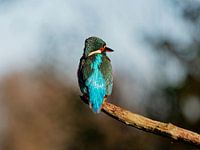 Schitterend blauw de IJsvogel