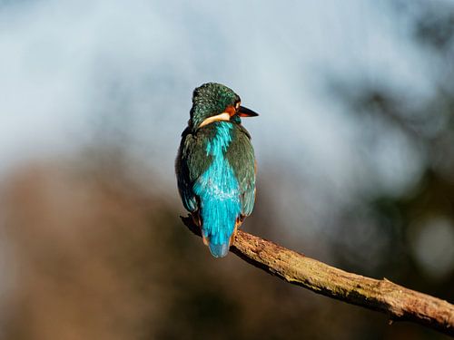 Leuchtend blau der Eisvogel