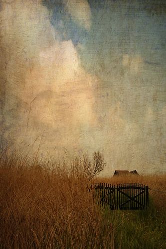 Romantisches Schilffeld