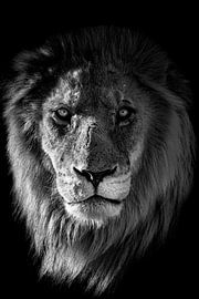 Löwe von Jacco van Son