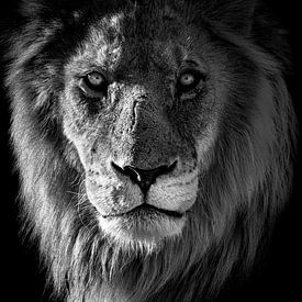 Lion by Jacco van Son