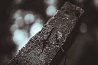 Deel van het hek van Kamp Westerbork van MdeJong Fotografie thumbnail