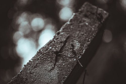 Deel van het hek van Kamp Westerbork