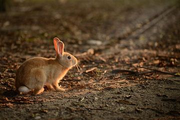 Konijntje op Rabbit Island, Japan