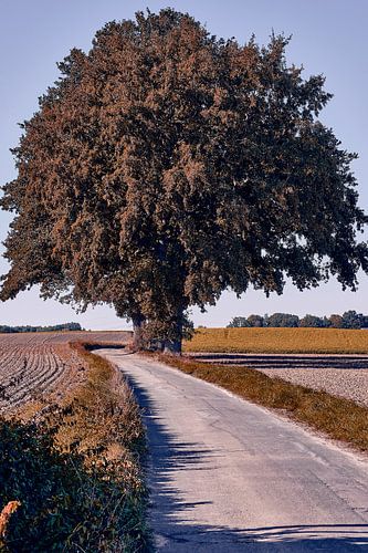 Herfstsfeer in Bad Salzuflen III