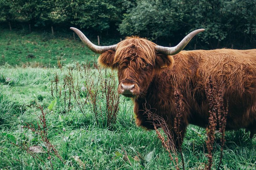 Schotse Hooglander in Veld van Patrycja Polechonska