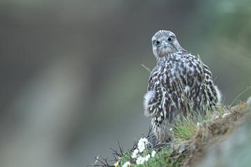 Jonge valk (Falco rusticolus) IJsland van Frank Fichtmüller