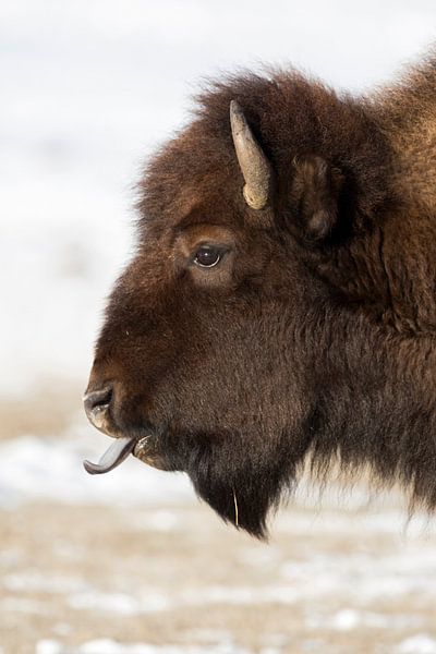 Amerikaanse bizon *Bison bizon* van wunderbare Erde