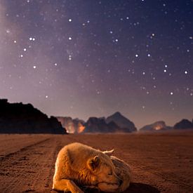 Hund in sternenklarer Nacht von Daan Nieuwland