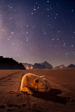 Hund in sternenklarer Nacht von Daan Nieuwland