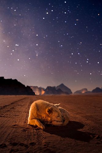 Hond bij sterrenhemel van Daan Nieuwland