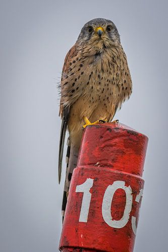 Torenvalk in de regen