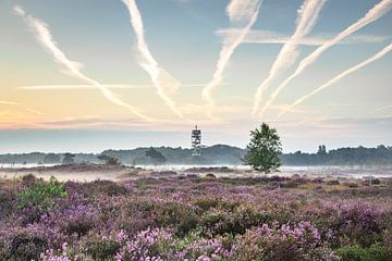 Magie van de vroege ochtend: Nevel en brandtoren op de Kalmthoutse Heide van Daan Duvillier | Dsquared Photography