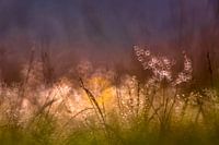 Magic lights in the grass
