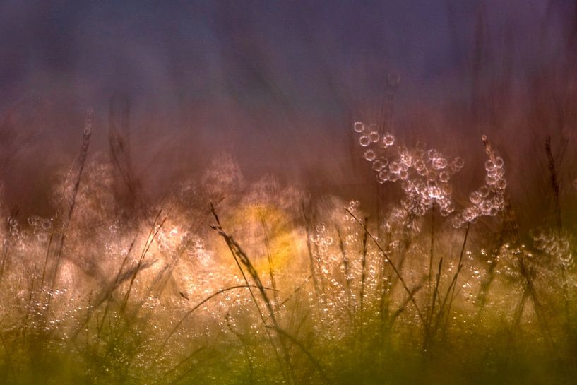 Magic lights in the grass by Jannie Looge