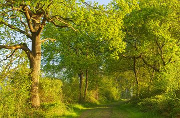 Zonsopkomst Oudemolen - Drenthe (Nederland) van Marcel Kerdijk