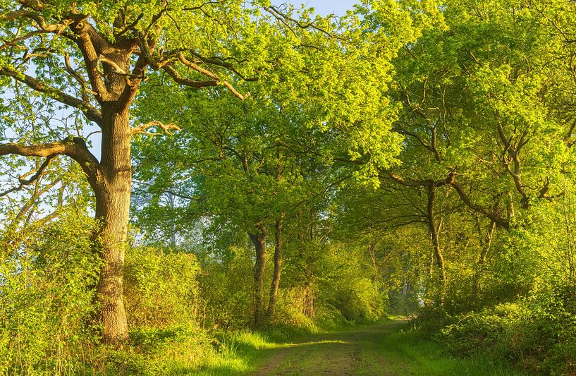 Sunrise Oudemolen - Drenthe (Netherlands) by Marcel Kerdijk