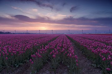 Paarse tulpen van Sandra de Heij