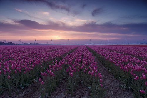 Tulipes Pourpres