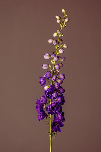 Birth of a Flower (rood)