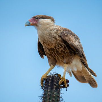 Warawara op een cactus van Pieter JF Smit