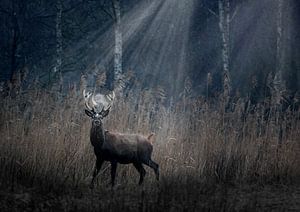 Der magische Hirsch