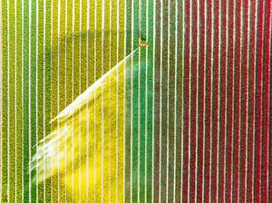 Tulpen auf einem Feld, das mit einer landwirtschaftlichen Beregnungsanlage besprüht wird