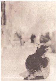 Katze von Johannes Wobus